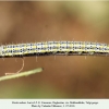 pontia edusa dagh larva5